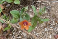 Lysimachia arvensis