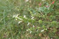 Stachys recta