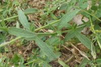 Stachys recta