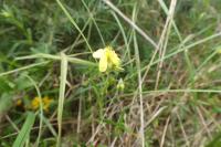 Helianthemum nummularium