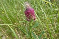 Trifolium rubens