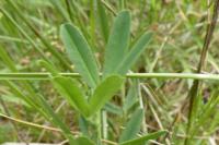 Trifolium rubens