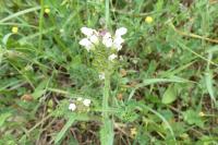 Prunella laciniata