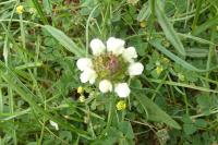 Prunella laciniata