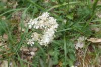 Filipendula vulgaris