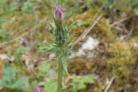 Carduus pycnocephalus