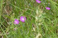 Geranium sanguineum