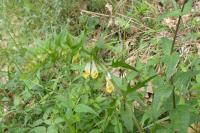 Melampyrum pratense