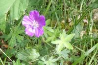 Geranium sanguineum