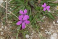 Dianthus armeria