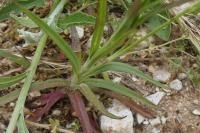 Dianthus armeria