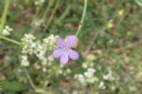 Petrorhagia prolifera