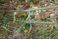 Petrorhagia prolifera