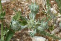 Filago pyramidata