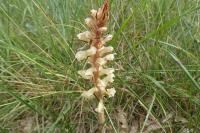 Orobanche
