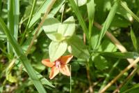 Lysimachia arvensis