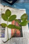 Juglans regia
