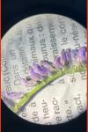 Vicia cracca
