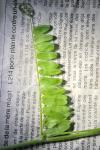Vicia cracca