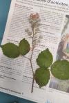 Rubus fruticosus