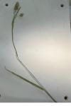 Dactylis glomerata
