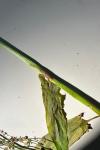 Rumex thyrsiflorus