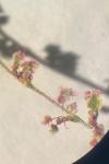 Rumex thyrsiflorus