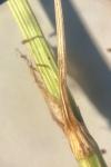 Rumex thyrsiflorus