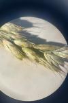 Bromus hordeaceus