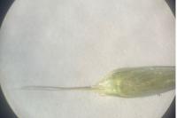 Bromus hordeaceus