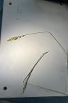 Bromus hordeaceus