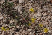 Rorippa sylvestris