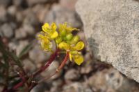 Rorippa sylvestris