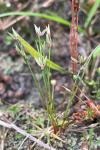 Juncus pygmaeus