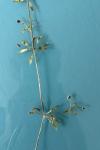Galium aparine