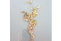 Persicaria lapathifolia