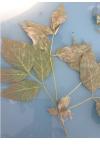 Acer negundo