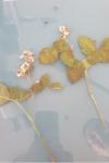 Rubus