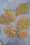 Ulmus minor