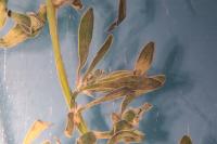 Corrigiola litoralis
