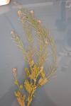Sisymbrium officinale