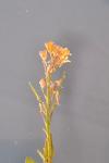 Sisymbrium officinale
