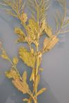 Sisymbrium officinale