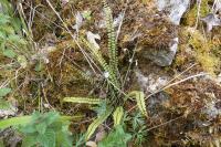 Asplenium trichomanes