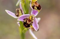 Ophrys apifera