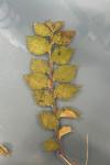 Ulmus minor