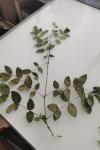 Fraxinus angustifolia