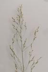 Poa compressa