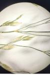 Poa compressa