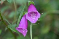 Digitalis purpurea
